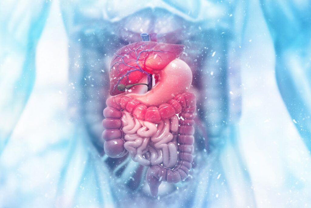 Human digestive system on scientific background. 3d illustration